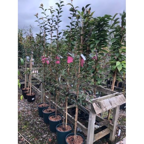 Prunus Okame Ornamental Flowering Cherry Tree 12 Litre Pot