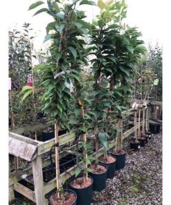 Prunus Amanogawa Ornamental Flowering Cherry Tree 12 Litre Pot