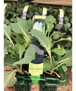 Early Cabbage Vegtable Plants Pack Of 10