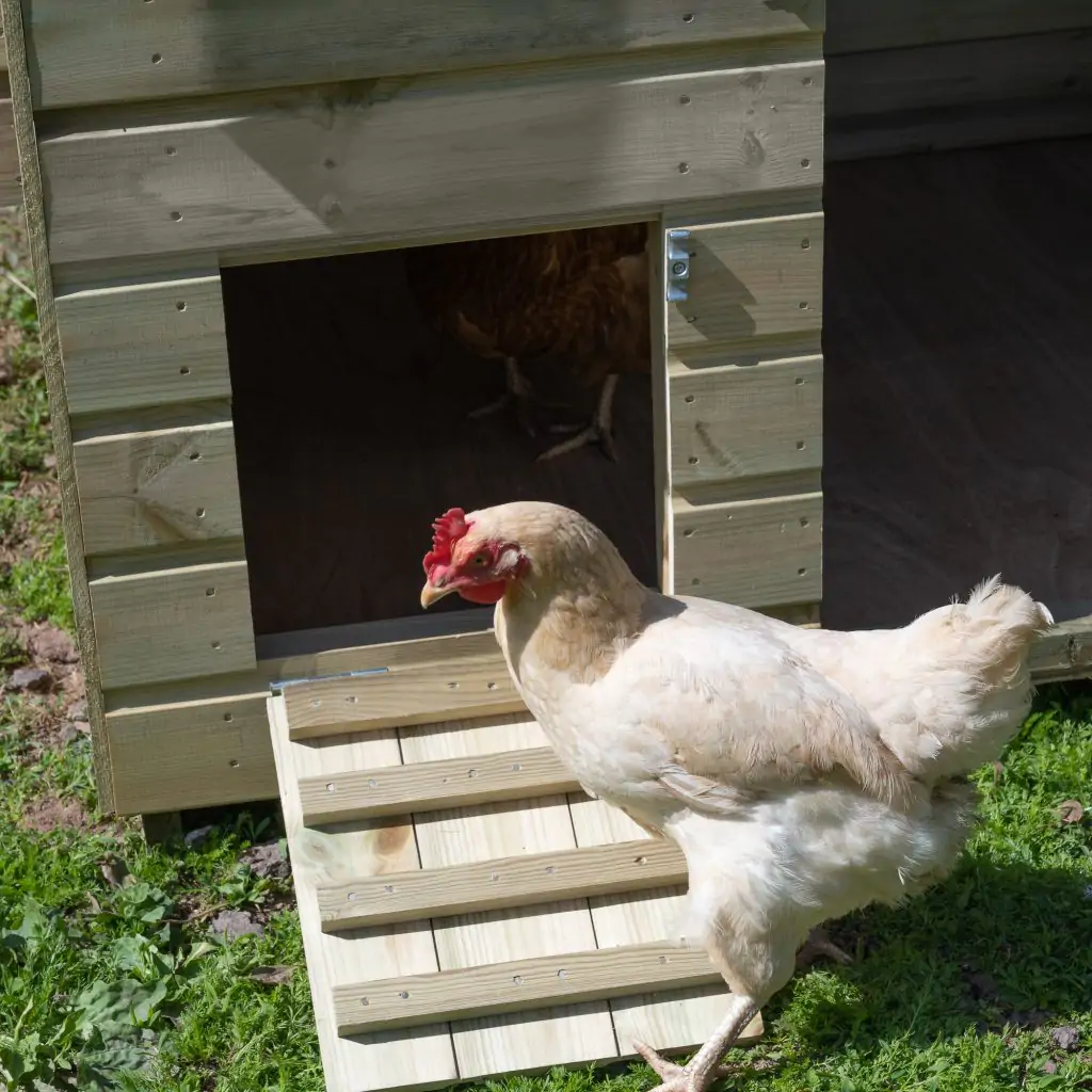 Forest Large Hen House - Image 3