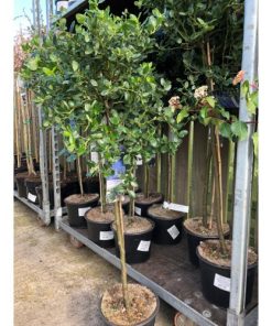 Ceanothus griseus Yankee Point Standard Tree 5 Litre