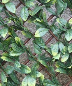 Wonderwal Laurel Leaf 1m x 2m Artificial Trellis