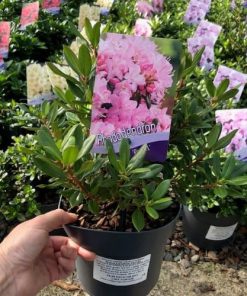Pintail Dwarf Rhododendron 2L