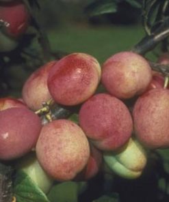 Victoria Plum Fruit Tree Pixie Rootstock 12L