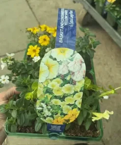 Yellow Shades 6 Extra Large Plants in Packs